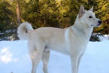 卡南犬感冒怎么办 卡南犬感冒治疗方法