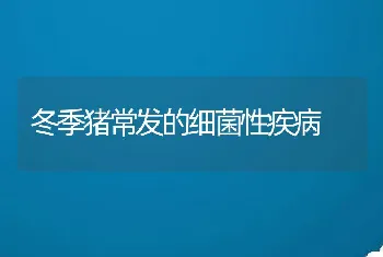 冬季猪常发的细菌性疾病