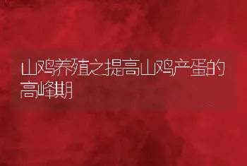 山鸡养殖之提高山鸡产蛋的高峰期