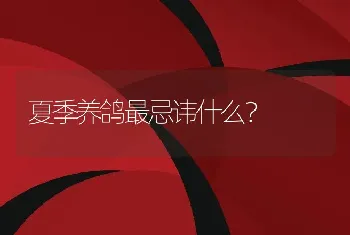 夏季养鸽最忌讳什么？