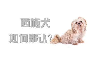 西施犬如何辨认