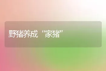 中草药治兔病三则