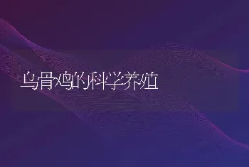 乌骨鸡的科学养殖