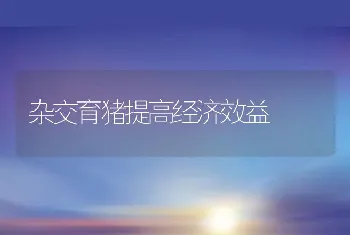 杂交育猪提高经济效益