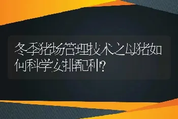 冬季猪场管理技术之母猪如何科学安排配种？