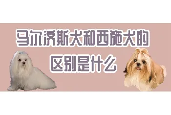 马尔济斯犬和西施犬的区别是什么