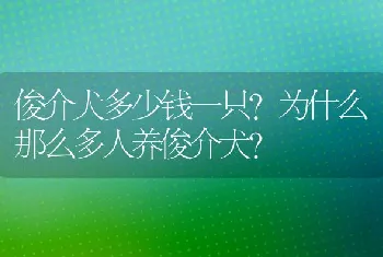 俊介犬多少钱一只？为什么那么多人养俊介犬？