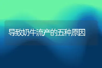 导致奶牛流产的五种原因