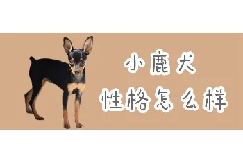 小鹿犬性格怎么样