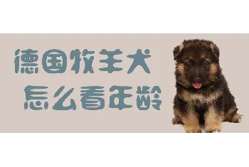 德国牧羊犬怎么看年龄