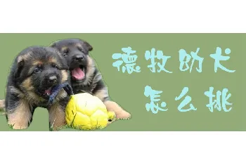 德牧幼犬怎么挑