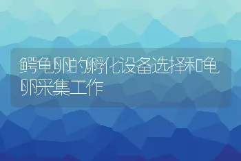 鳄龟卵的孵化设备选择和龟卵采集工作