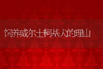 饲养威尔士柯基犬的理由