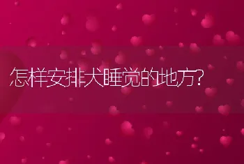 怎样安排犬睡觉的地方?