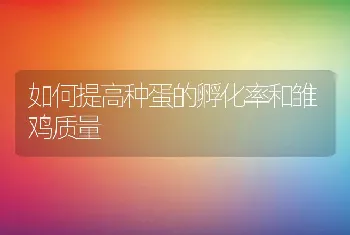 如何提高种蛋的孵化率和雏鸡质量