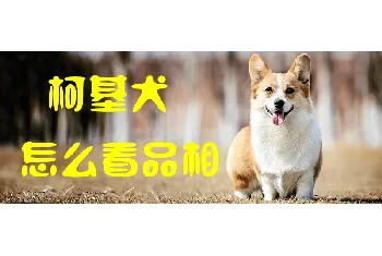 柯基犬怎么看品相