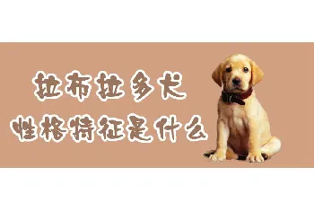 拉布拉多犬性格特征是什么