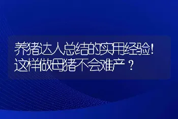 养猪达人总结的实用经验！这样做母猪不会难产？