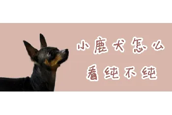 小鹿犬怎么看纯不纯