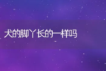 犬的脚丫长的一样吗