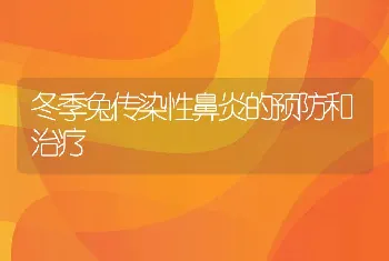 冬季兔传染性鼻炎的预防和治疗