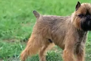 布鲁塞尔格里芬犬一直呕吐怎么办