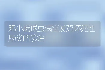 鸡小肠球虫病继发鸡坏死性肠炎的诊治