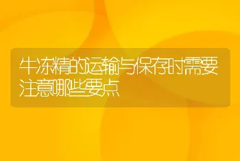 牛冻精的运输与保存时需要注意哪些要点