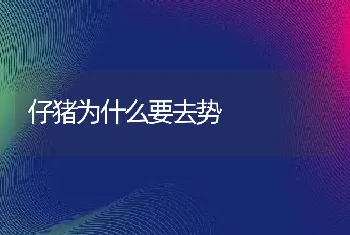 仔猪为什么要去势