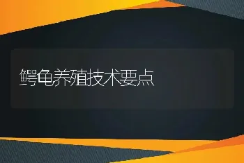 鳄龟养殖技术要点