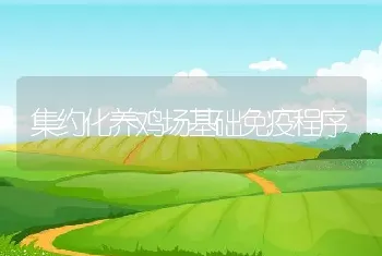 集约化养鸡场基础免疫程序