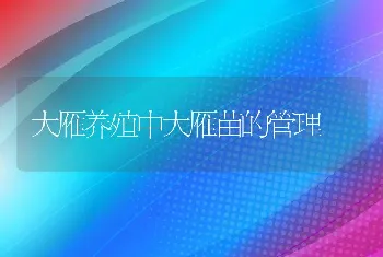 大雁养殖中大雁苗的管理