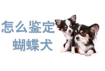 怎么鉴定蝴蝶犬