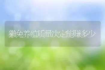 獭兔养殖质量决定能赚多少