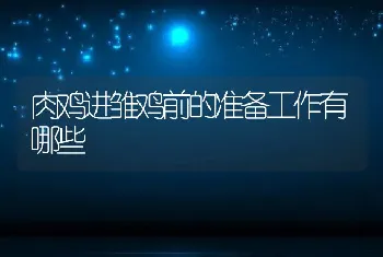 肉鸡进雏鸡前的准备工作有哪些