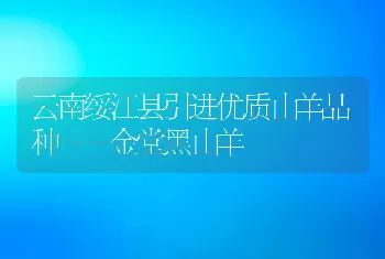 云南绥江县引进优质山羊品种－－金堂黑山羊