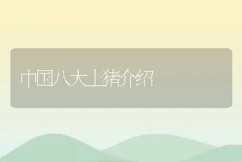 中国八大土猪介绍