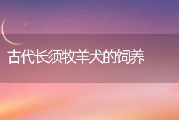 古代长须牧羊犬的饲养