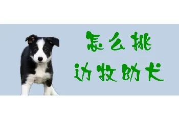 怎么挑边牧幼犬