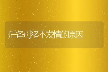 后备母猪不发情的原因