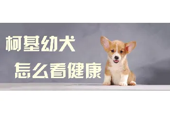 柯基幼犬怎么看健康