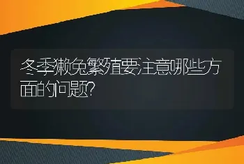 冬季獭兔繁殖要注意哪些方面的问题？