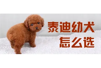 泰迪幼犬怎么选