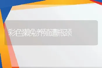 彩色獭兔养殖遭瓶颈