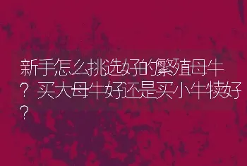 新手怎么挑选好的繁殖母牛？买大母牛好还是买小牛犊好？