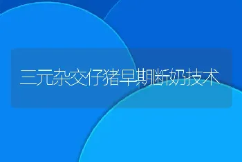 三元杂交仔猪早期断奶技术