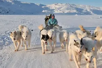 [狗狗训练五十六]训练狗狗“拉雪橇”的五大步骤