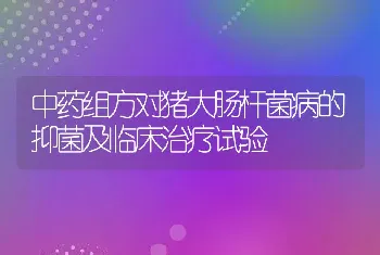 中药组方对猪大肠杆菌病的抑菌及临床治疗试验