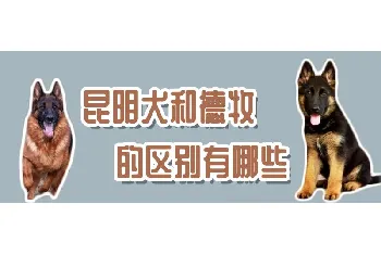 昆明犬和德牧的区别有哪些