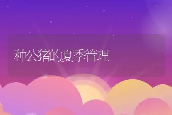 种公猪的夏季管理